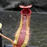 Nepenthes truncata (d) x [(ventricosa x sibuyanensis) x Trusmadiensis], CAR-0173