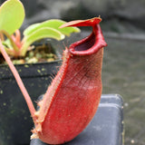 Nepenthes truncata (d) x [(ventricosa x sibuyanensis) x Trusmadiensis], CAR-0173