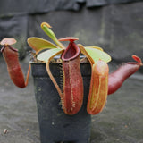 Nepenthes truncata (d) x [(ventricosa x sibuyanensis) x Trusmadiensis], CAR-0173