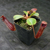 Nepenthes truncata (d) x [(ventricosa x sibuyanensis) x Trusmadiensis], CAR-0173