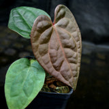 Anthurium (Red crystallinum x magnificum) -Tezula x luxurians, CAR-0236