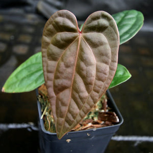 Anthurium (Red crystallinum x magnificum) -Tezula x luxurians, CAR-0236