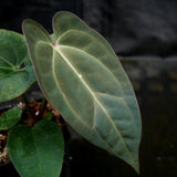 Anthurium crystallinum Dark x papillilaminum, CAR-0241 - wholesale