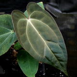 Anthurium crystallinum Dark x papillilaminum, CAR-0241 - wholesale