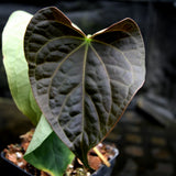 Anthurium forgetii 'Silver' x debilis, CAR-0228