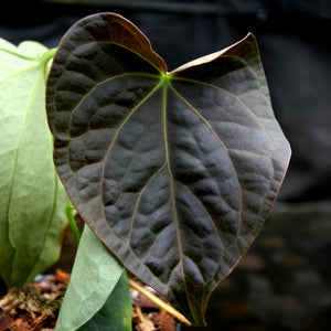 Anthurium forgetii 'Silver' x debilis, CAR-0228