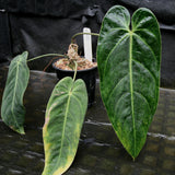 Anthurium metallicum - Exact Plant