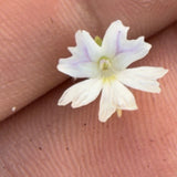 Pinguicula Emarginata