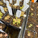 Pinguicula Emarginata