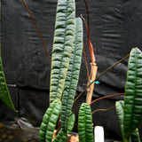 Anthurium cutucuense