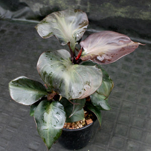 Philodendron Red Heart