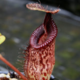 Nepenthes talangensis x hamata, BE-4003