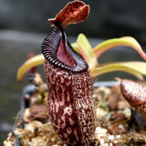 Nepenthes talangensis x hamata, BE-4003