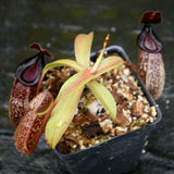 Nepenthes talangensis x hamata, BE-4003