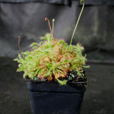 Drosera spatulata sundew