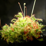 Drosera spatulata sundew