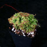 Drosera spatulata sundew