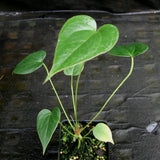 Anthurium decipiens