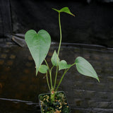 Anthurium decipiens