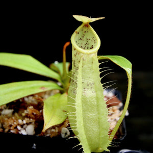 Nepenthes hirsuta, BE-3083