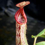 Nepenthes veitchii JB x platychila BB, CAR-0279