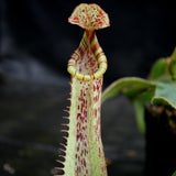 Nepenthes veitchii JB x platychila BB, CAR-0279