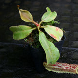 Nepenthes veitchii JB x platychila BB, CAR-0279