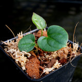 Anthurium antolakii (BVEP) x luxurians, CAR-0280