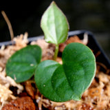 Anthurium antolakii (BVEP) x luxurians, CAR-0280