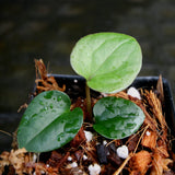 Anthurium antolakii (BVEP) x luxurians, CAR-0280