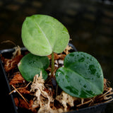 Anthurium crystallinum Dark x Indo Hoffmannii, CAR-0283