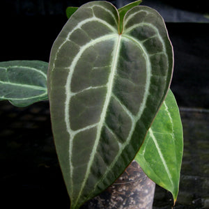 Anthurium Blue magnificum