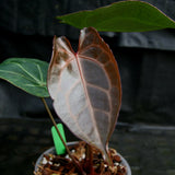 Anthurium Blue magnificum