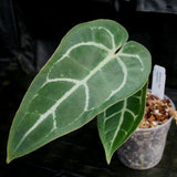 Anthurium Blue magnificum