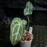 Anthurium Blue magnificum