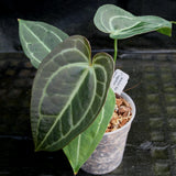 Anthurium Blue magnificum