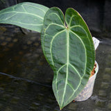 Anthurium Blue magnificum