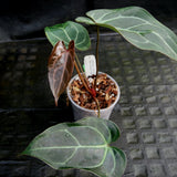 Anthurium Blue magnificum