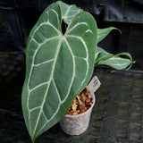 Anthurium Blue magnificum