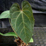 Anthurium FTG crystallinum x red crystallinum - NSE