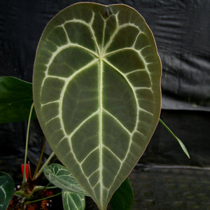 Anthurium FTG crystallinum x forgetii