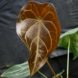 Anthurium FTG crystallinum x forgetii