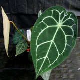 Anthurium FTG crystallinum x forgetii