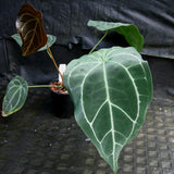 Anthurium FTG crystallinum x forgetii