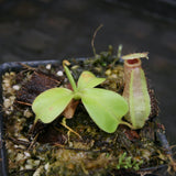 Nepenthes sibuyanensis "Patches" x truncata (c) - Giant, CAR-0029