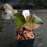 Philodendron Black Cardinal Variegated - Exact Plant 12/29/23