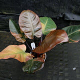 Philodendron Black Cardinal Variegated - Exact Plant 12/29/23