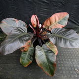 Philodendron Black Cardinal Variegated - Exact Plant 12/29/23