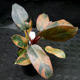 Philodendron Black Cardinal Variegated - Exact Plant 12/29/23