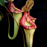 Nepenthes [(lowii x veitchii) x boschiana]-yellow x platychila, CAR-0084